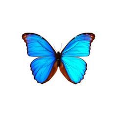 Bright Blue Butterfly Vinyl Decal – Peel and Stick – Available in Various Sizes