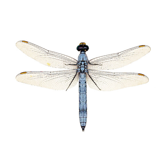 Light Blue Dragonfly Vinyl Decal – Peel and Stick – Available in Various Sizes