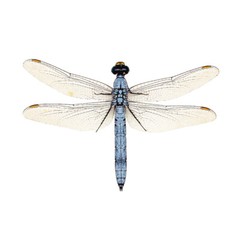 Light Blue Dragonfly Vinyl Decal – Peel and Stick – Available in Various Sizes