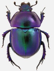 Purple Beetle Sticker (5 Inch) Waterproof Adhesive Peel & Stick Car Bumper
