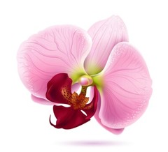 PINK ORCHID DECAL 3M USA MADE FLOWERS STICKER CAR TRUCK WINDOW BUMPER WALL
