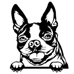Boston Terrier Smiling Black Vinyl Graphic Decal Car Window Laptop Notebook