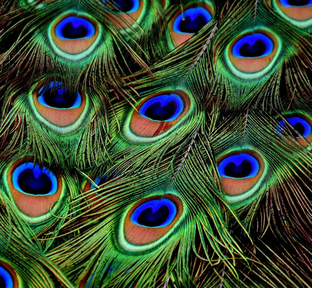 3” Peacock Feathers Sticker Colorful Vibrant Green Blue Grace Bird Elegant Love