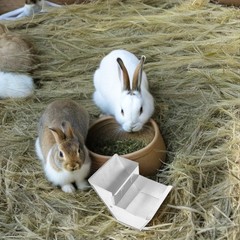 2 Count Small Animal Food Dispenser Bowl Bunny Accessories for Rabbits