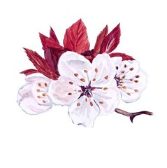 Plum Blossom Flower Sticker Decal Car Boat Auto SUV RV Camper Tailgate Fender