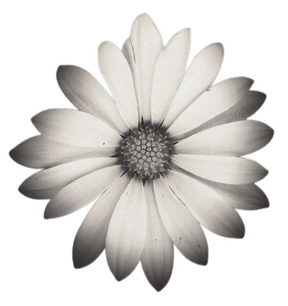 3” White Daisy Sticker Summer Flower Garden Bloom Sun