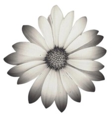3” White Daisy Sticker Summer Flower Garden Bloom Sun