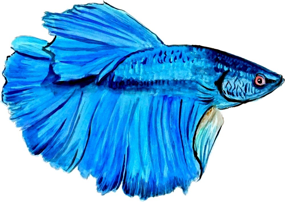 High Quality Colorful Betta Beta Fish Vinyl Decal – Car Home Truck SUV Boat RV