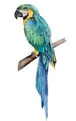 6” Blue Yellow Parrot Sticker Bird Wild Flying Vibrant Macaw Pet Watercolor
