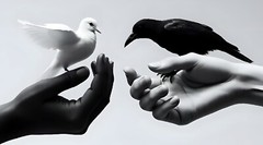 5” Sticker Hands Peace Love Harmony Unity Dove Black White Light Dark Good Evil