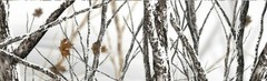Snowstorm Camo MATTE Rocker Wrap Vinyl Truck Wrap Snow Winter Camouflage 13′