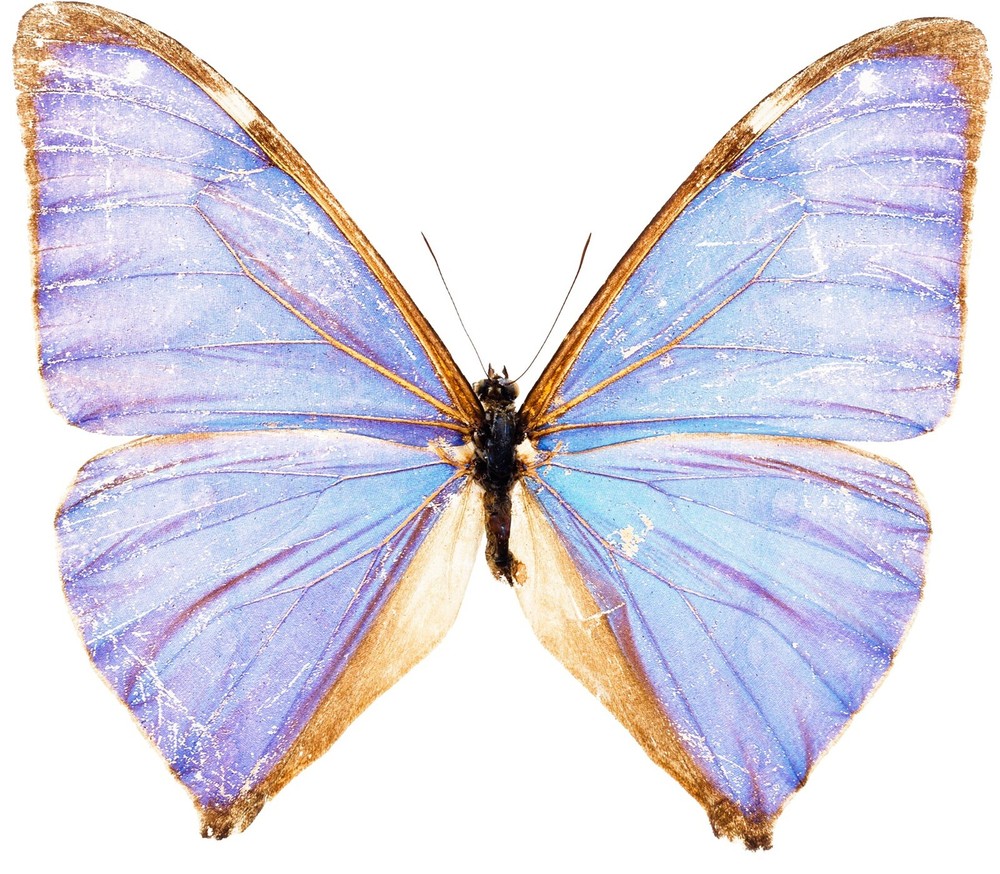 Light Blue Butterfly Sticker (2 inch) Vibrant Love Design Pretty