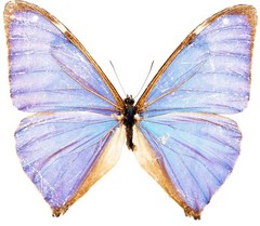 Light Blue Butterfly Sticker Vibrant Love Design Pretty Beautiful (4 Inch)