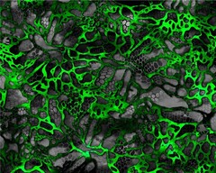 Camo Chameleon XD2 Black and Green Wrap Vinyl Roll Sheet 3M – Many Sizes