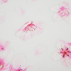 Pink Cherry-Blossom Vinyl Car Sticker Auto Flower Decal Windshield Windo Bumper