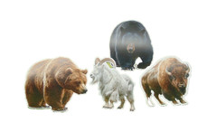 Once In A Lifetime Hunting Trophy Sticker Set Bear Goat Buffalo Vinyl
