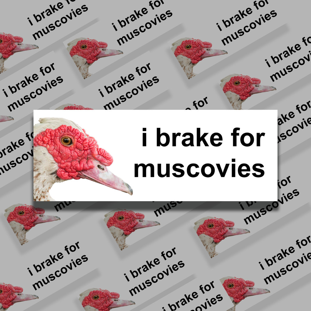 I brake for Muscovies – Bumper Sticker -Muscovy – Weather Resistance