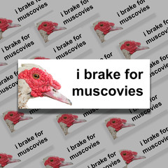 I brake for Muscovies – Bumper Sticker -Muscovy – Weather Resistance