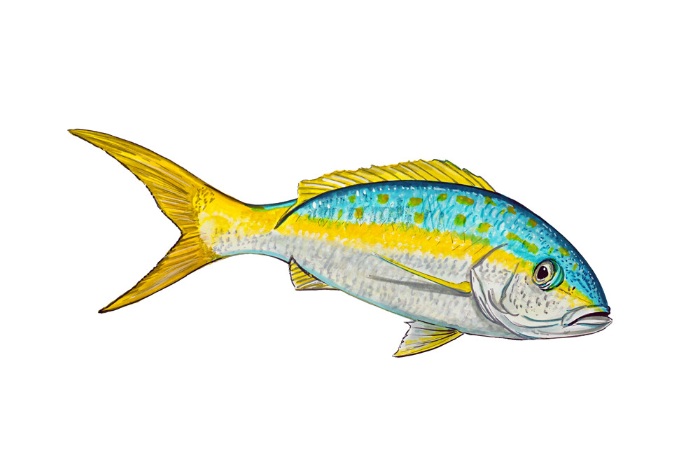 Yellowtail Fish Tropical High Quality Art Decal Truck Boat Cooler Cup Tackle Box
