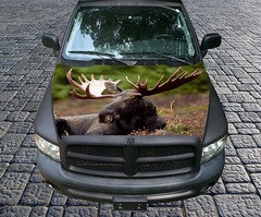 H109 MOOSE Hood Wrap Wraps Decal Sticker Tint Vinyl Image Graphic