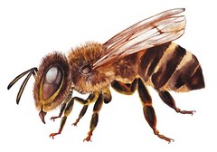 Honey Bee Sticker Realistic Worker Hive Flowers Save Planet Earth (4 Inch)