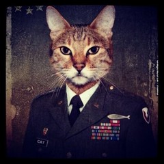 Cat Phone Sticker (2 Inch) Funny Captain Military Commander General Silly