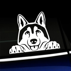 Peeking Husky – Cute Sticker Decal – You choose the color