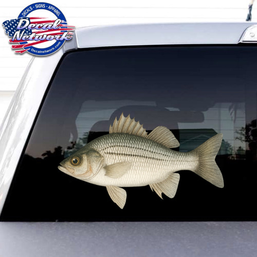 White Perch Fish Full Color Vinyl Decal Set of 2 R/L Facing 5″x 8.5″ vehicle